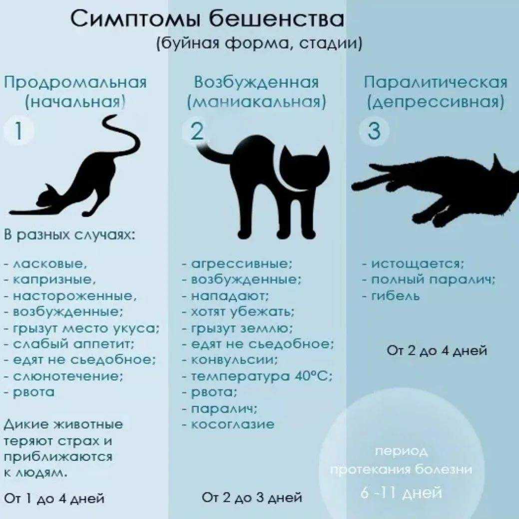 Какие первые признаки бешенства у кошки икак понять, что питомец болен: пути заражения, симптоматика, профилактика и вакцинация