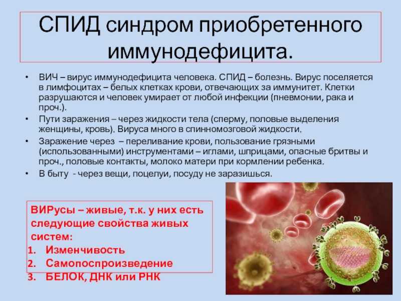 Анализ крови у кошек: показатели, норма и расшифровка результатов