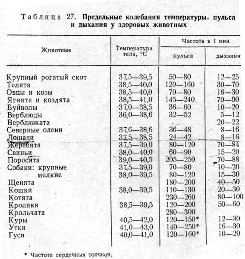 Как измерить давление у кошки?