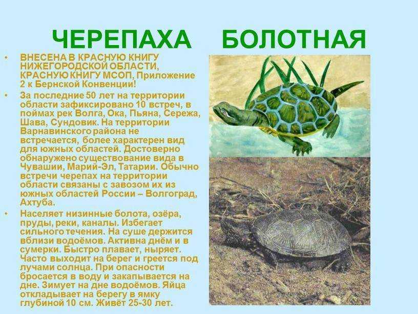 Красная книга россии и мира (мсоп) - черепахи.ру - все о черепахах и для черепах