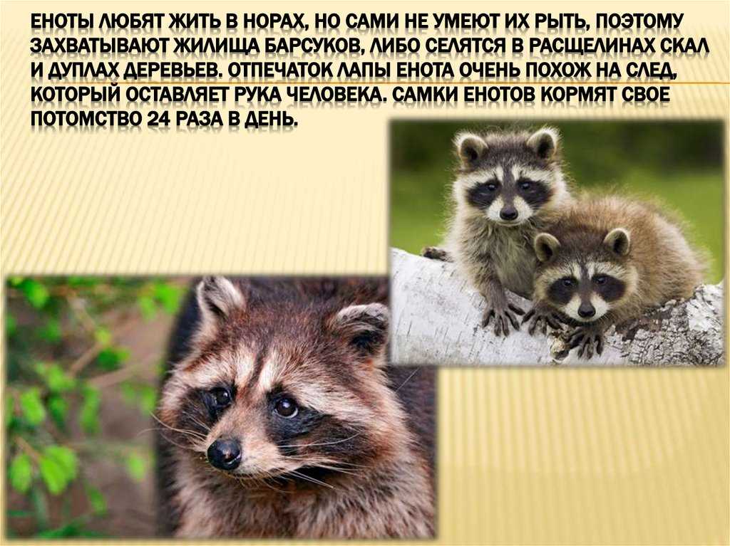 Все о енотах