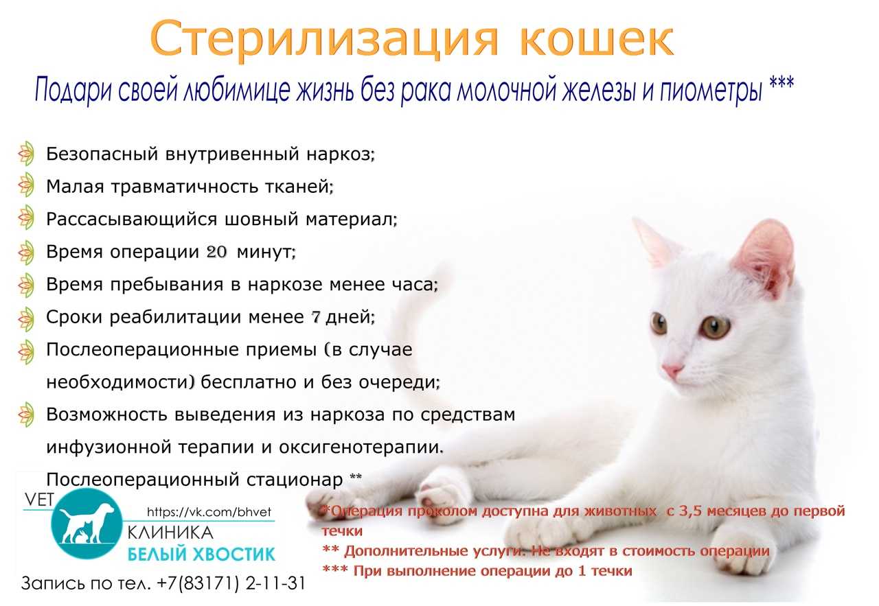 Поведение котов после кастрации - рекомендации по уходу