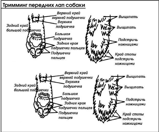 Сколько когтей на передней лапе у кошки. сколько пальцев должно быть у кошки и кота | здоровье человека
