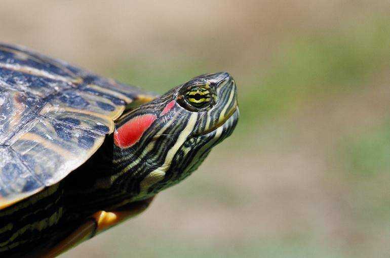 Слышат ли красноухие и сухопутные черепахи Где находится уши у черепах Строение уха Какие звуки различают красноухие и сухопутные черепахи