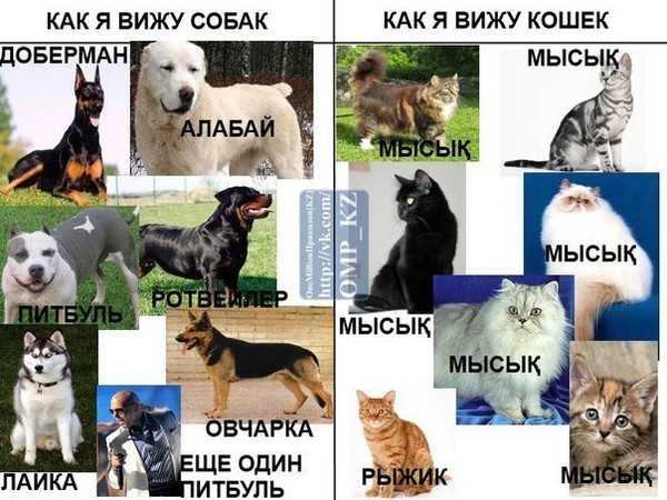 Как понимать кошек. личный опыт - кошки