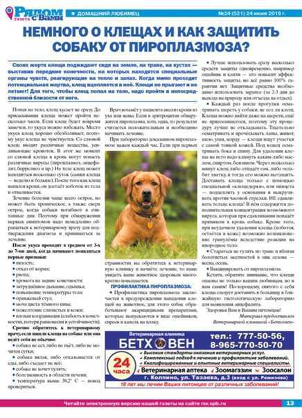 Пироплазмоз у собак: симптомы и лечение