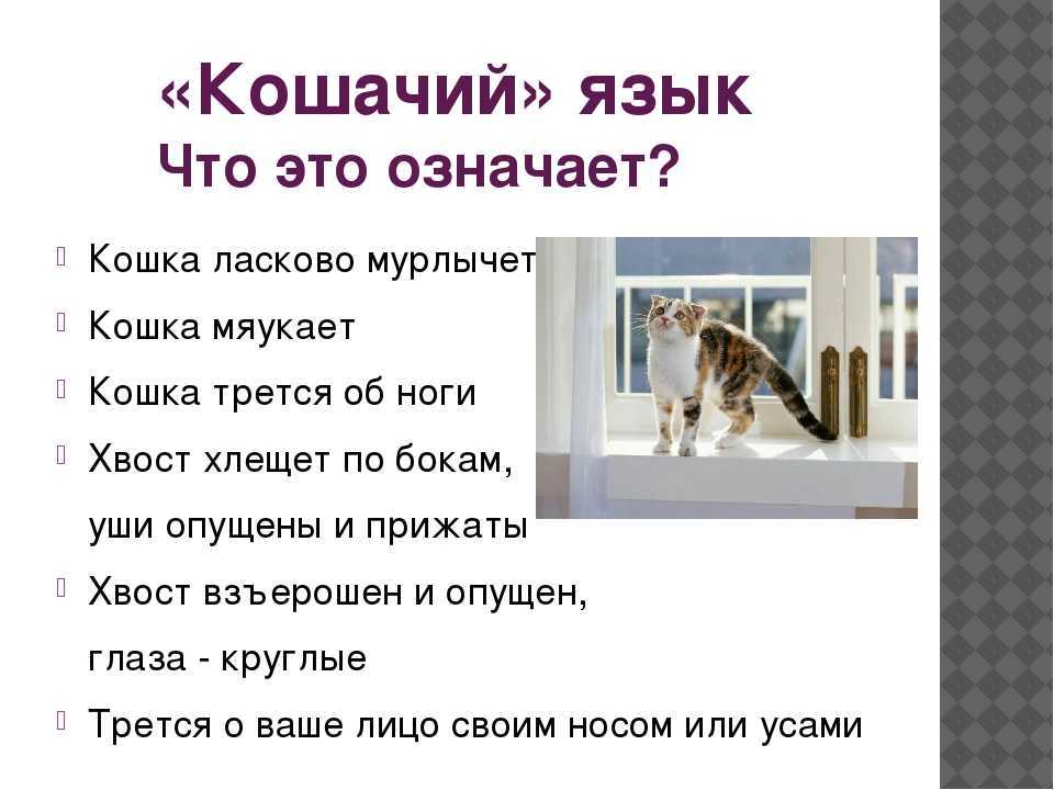 Кошка бегает по квартире за невидимым что это