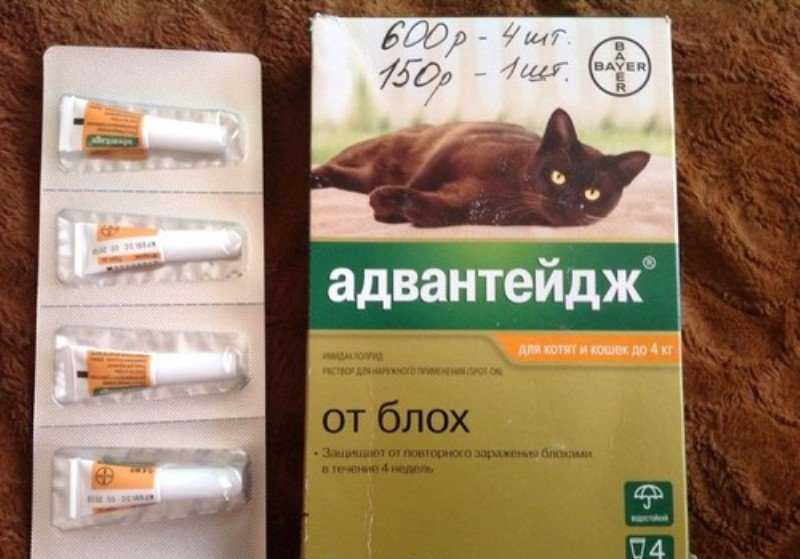 Способ применения капель адвантейдж: дозировка для кошки и котенка