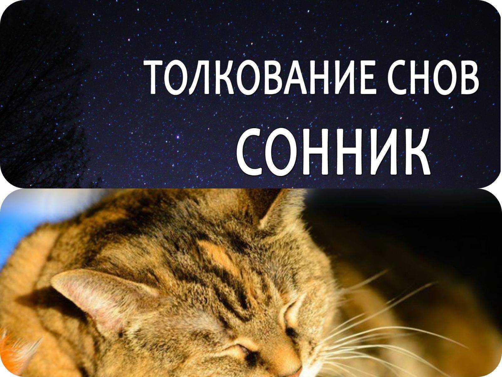 К чему снятся маленькие котята женщине: сонник маленькие котята | звери дома