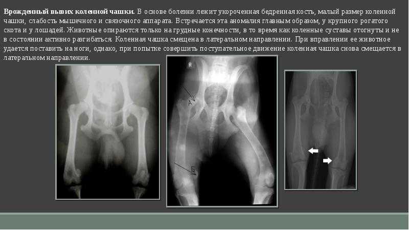 Медиальный вывих коленной чашечки у собак: лечение и симптомы