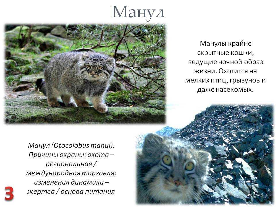 Кот манул загрыз грабителей: правда или вымысел