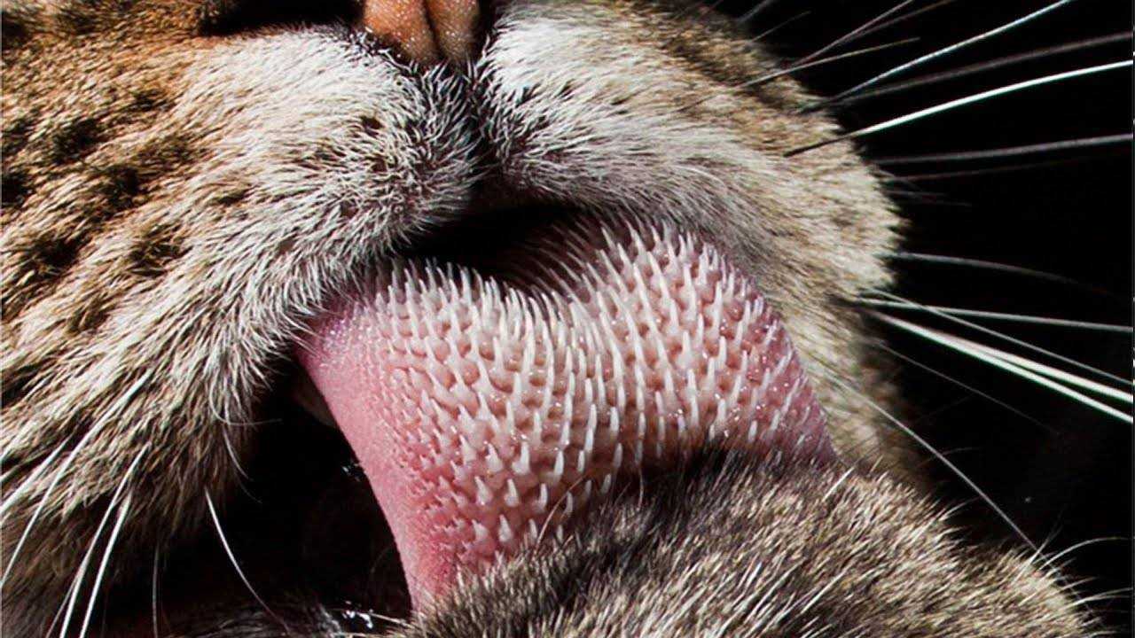 Что делать, если у кошки на языке появился налет?