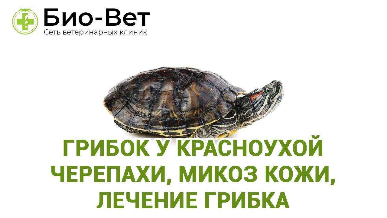 Причины появления микозов у красноухих и сухопутных черепах Признаки заболевания грибком у черепах Как лечить сухопутных и красноухих черепах от микоза Профилактика заболевания
