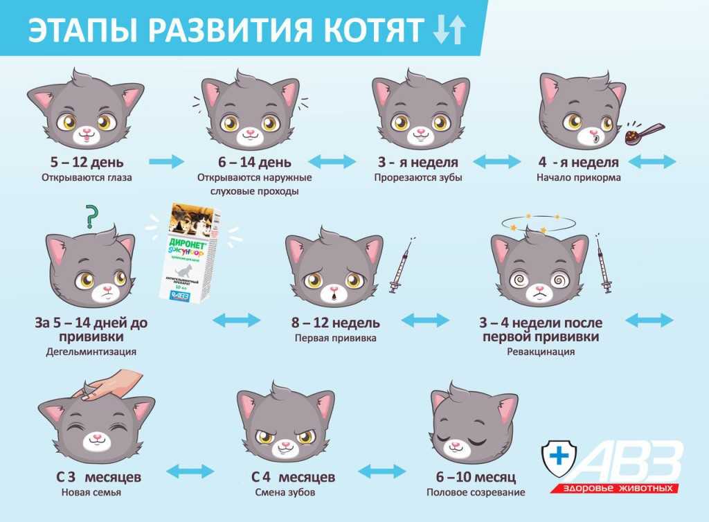 Сколько раз кормить британского котенка 3 месяца