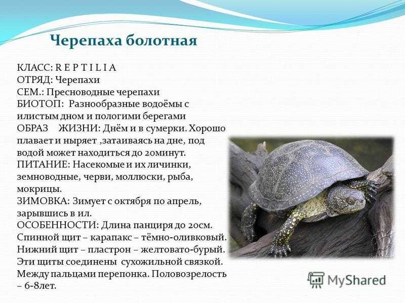 Самая маленькая черепаха в мире