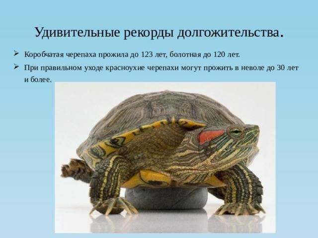 Сколько может без воды красноухая черепаха