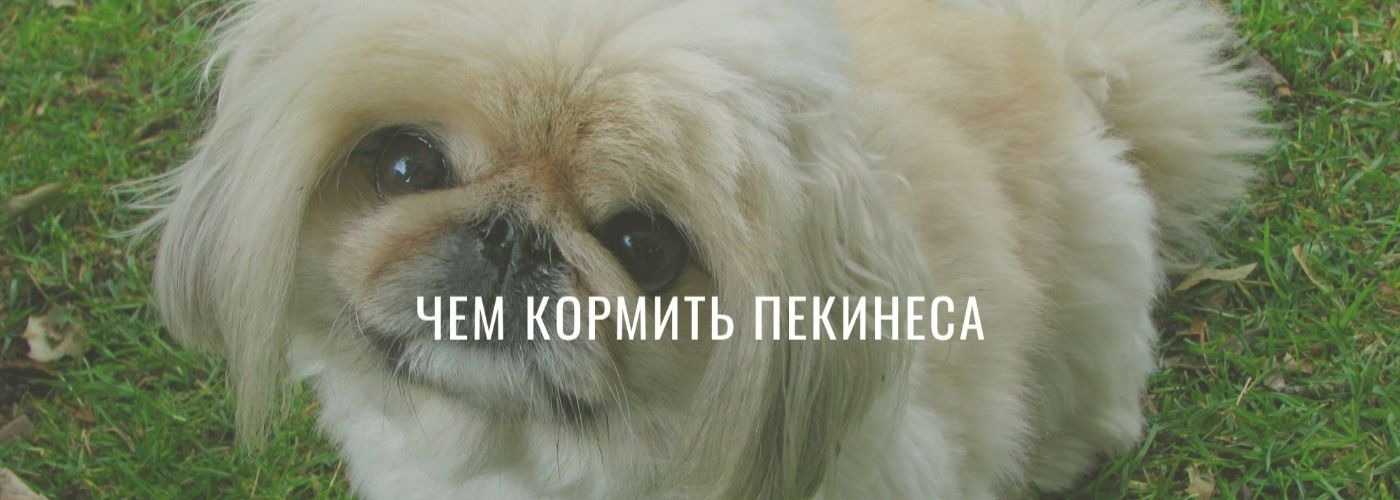 Чем нужно кормить пекинеса?