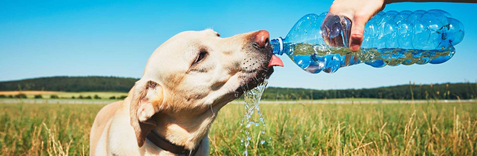 Собака много пьет воды: причины - zoosecrets