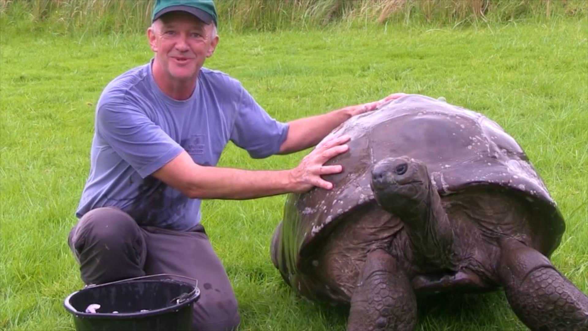 Самые старые черепахи в мире