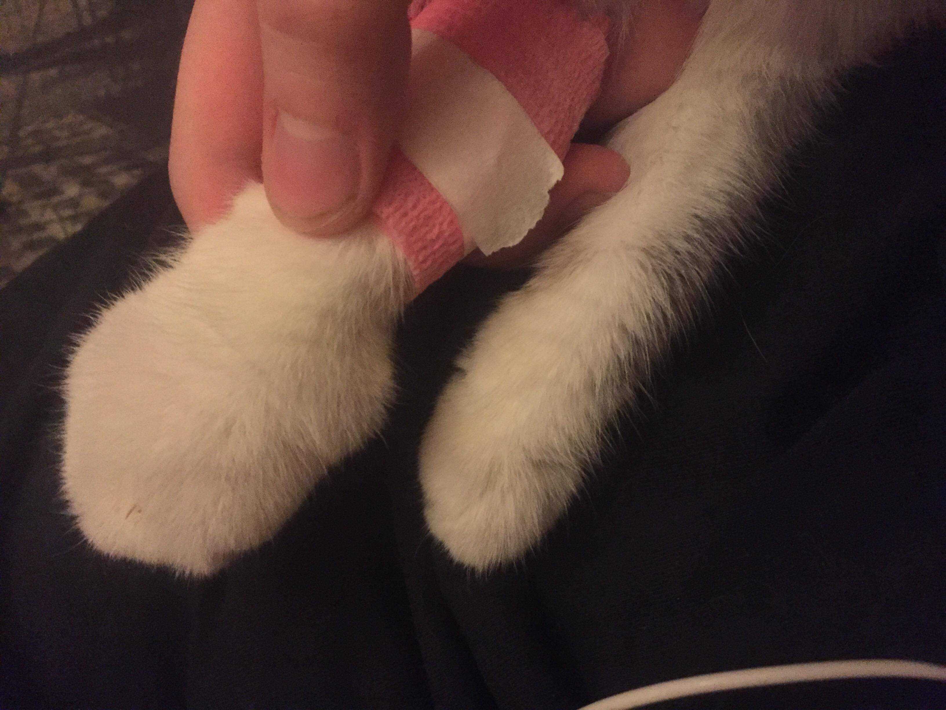 Опухла лапа у кота лечение