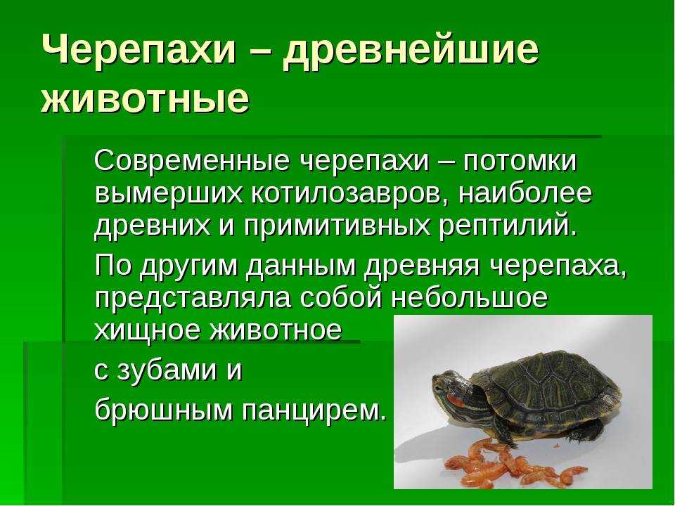 ᐉ черепахи из красной книги россии и мира (фото и описание) - zoopalitra-spb.ru