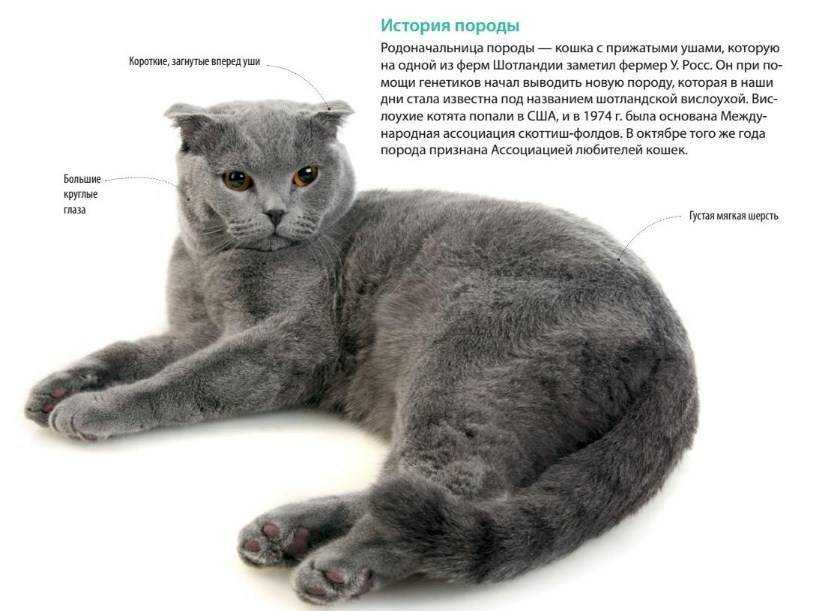 Таблица веса шотландского котенка по месяцам: стандарт породы