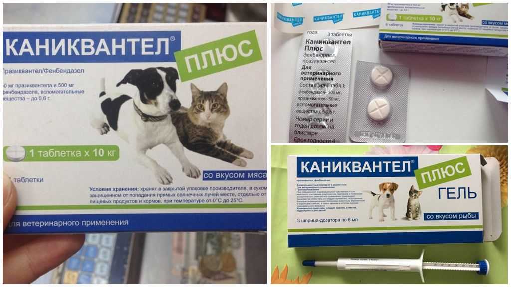 Особенности применения препарата и инструкция к "каниквантел плюс" для лечения паразитов у собак и кошек