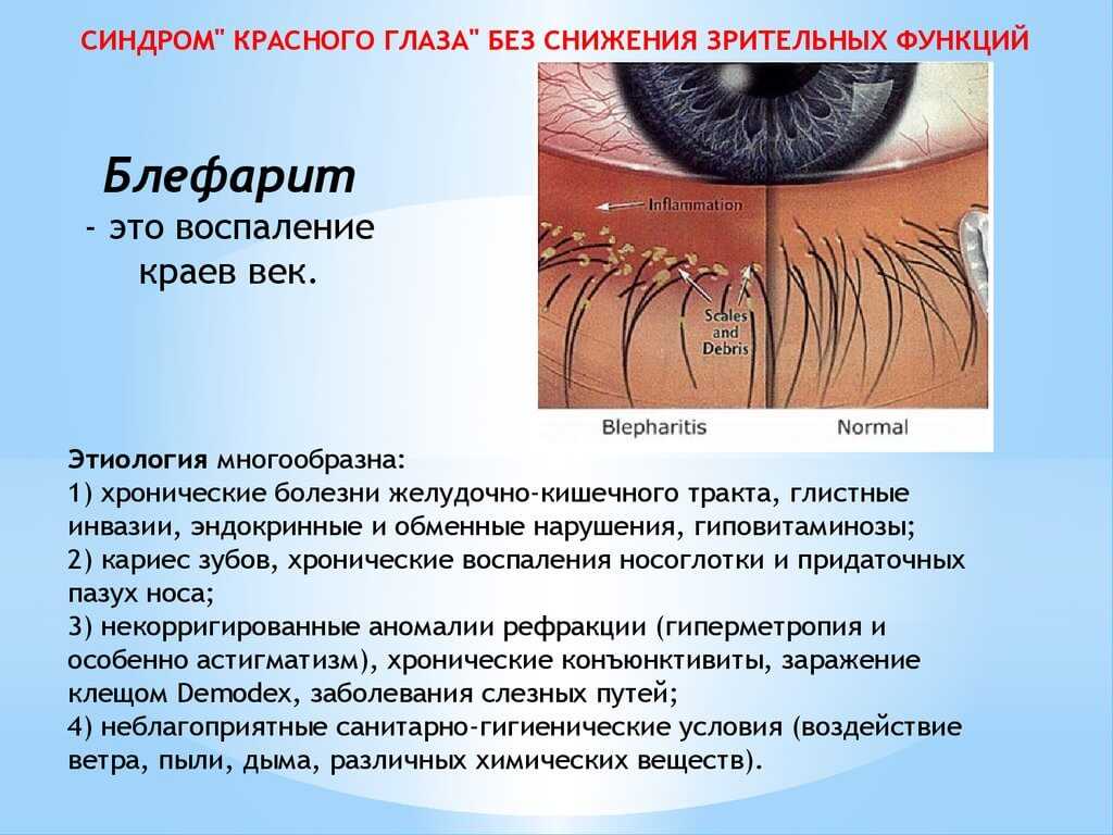 Гиповитаминоз у кошек - в чем опасность и методы лечения
