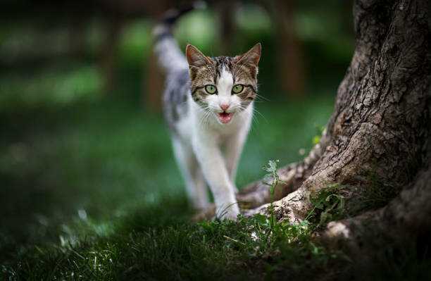 Почему котенок мяукает, когда ходит в туалет по-большому или перед этим?