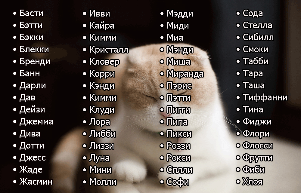 355+ японских имен для кошек и котов - красивые клички для мальчиков и девочек