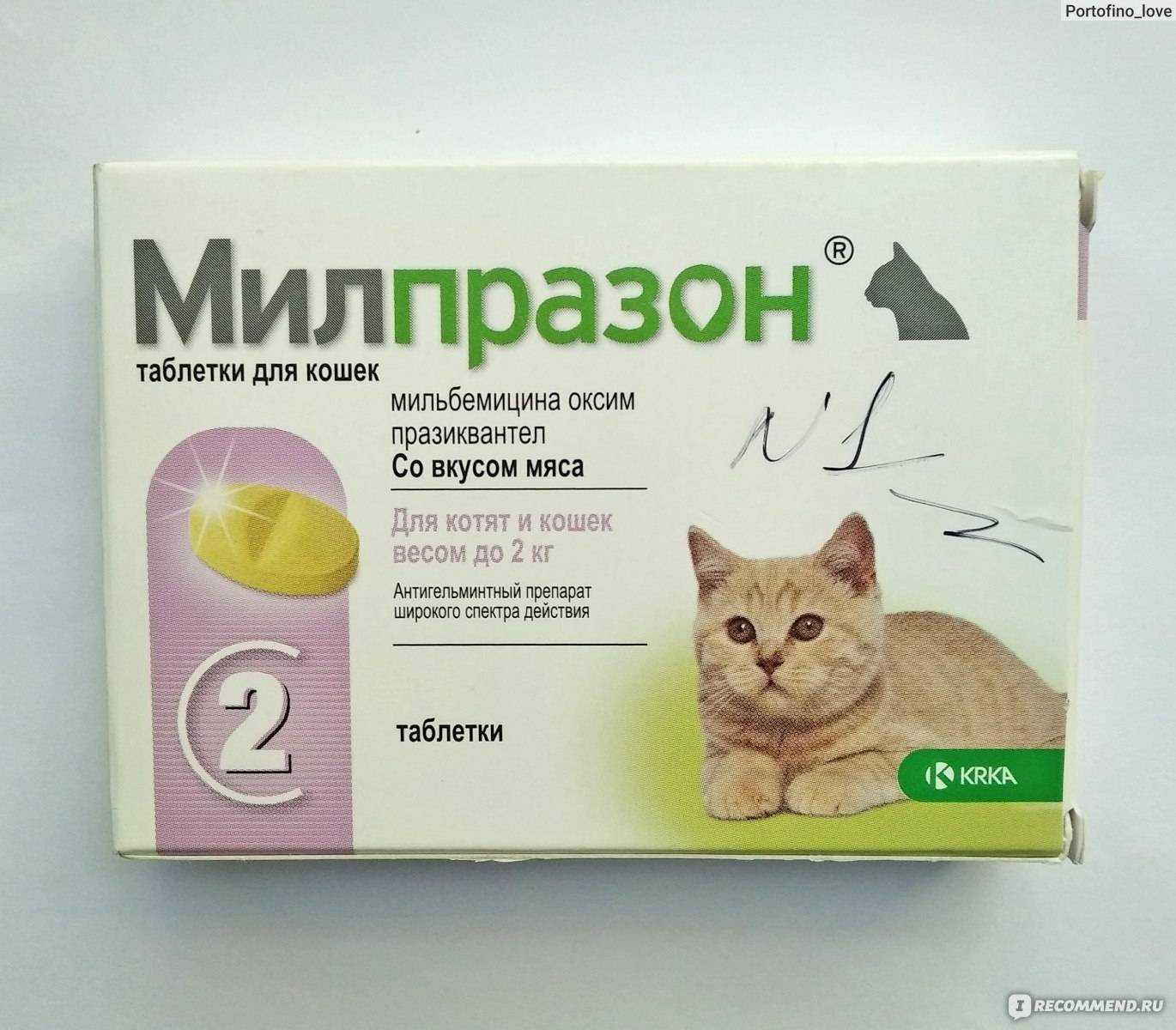Как быстро вывести глисты у кошек с помощью народных средств | паразиты