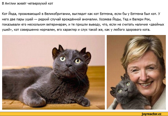 История о коте, у которого четыре уха