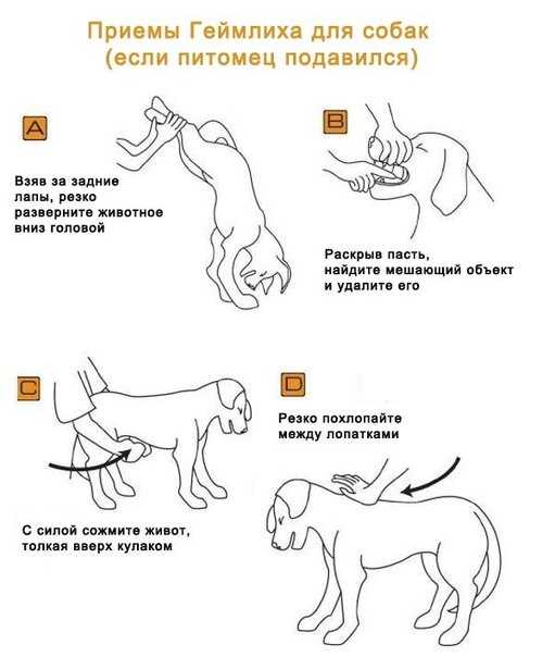 Собака задыхается и хрюкает, хрипит, кашляет: причины, первая помощь, лечение