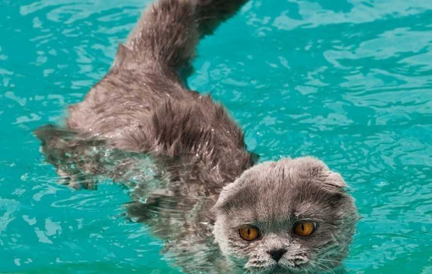 6 пород кошек, которые любят воду, такие и правда есть