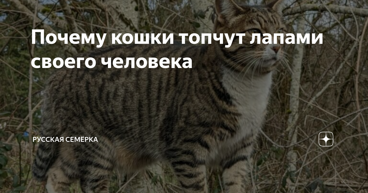 Почему кот жмурится всегда лечение. почему кошка щурит один глаз? почему кошка щурится от удовольствия