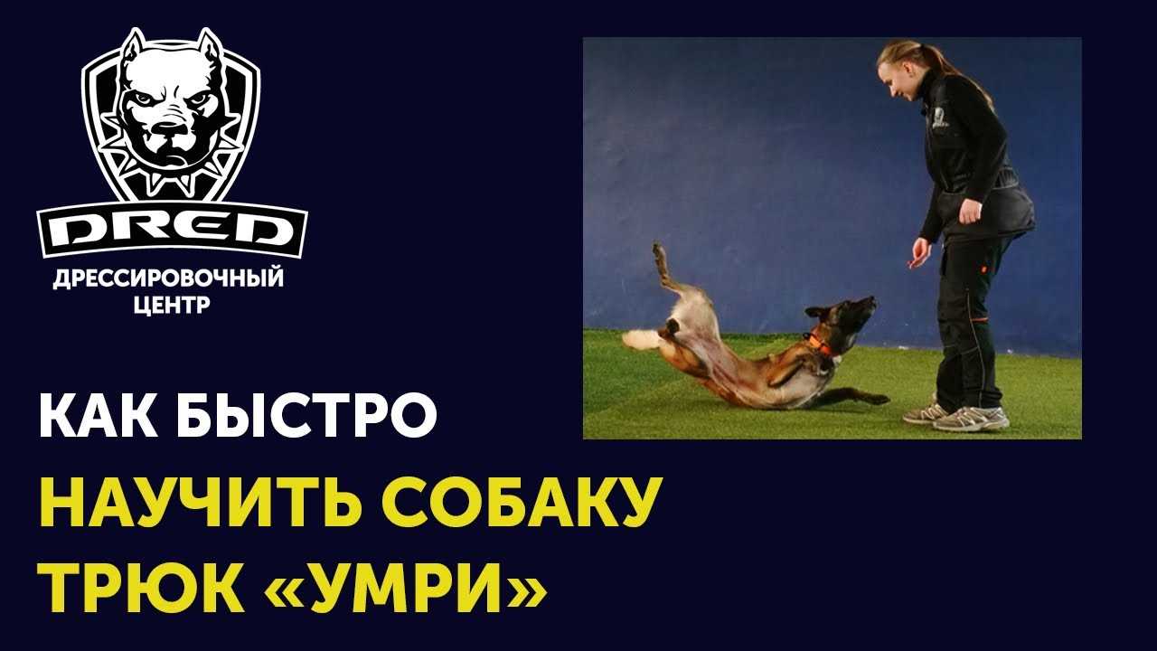 Как научить собаку команде дай. обучаем щенка или собаку отдавать предметы и игрушки - dogtricks.ru