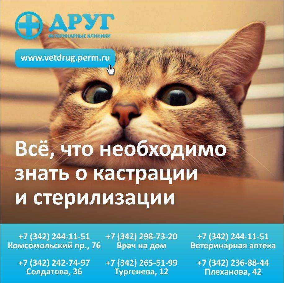 Плюсы и минусы стерилизации кошек
