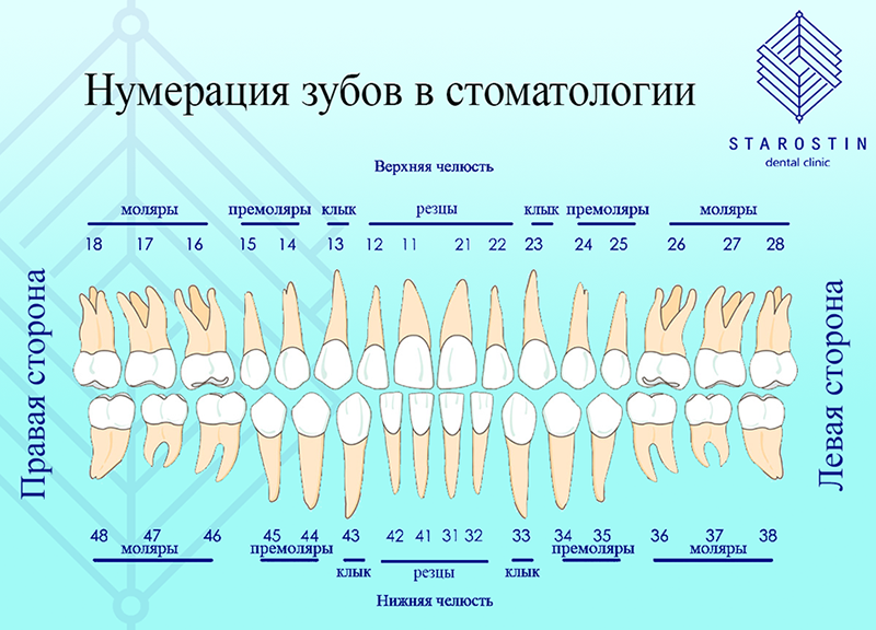 Сколько зубов у кошки: сроки появления и смены, гигиена полости рта