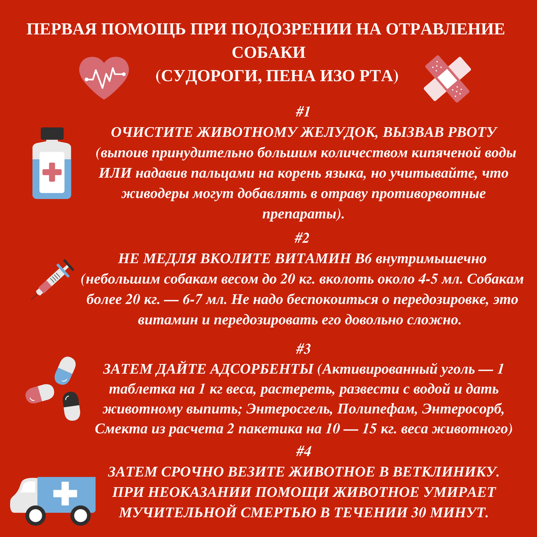 Чем и как вызвать рвоту у собаки в домашних условиях