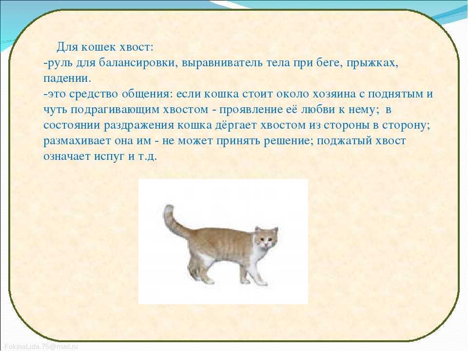 Котенок играется со своим хвостом