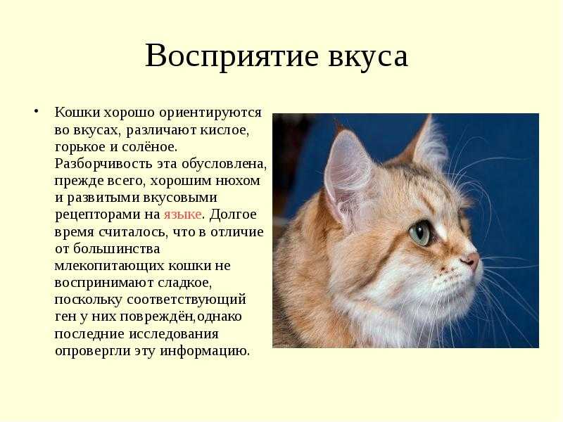 ᐉ что необычного едят кошки - zoovet24.ru