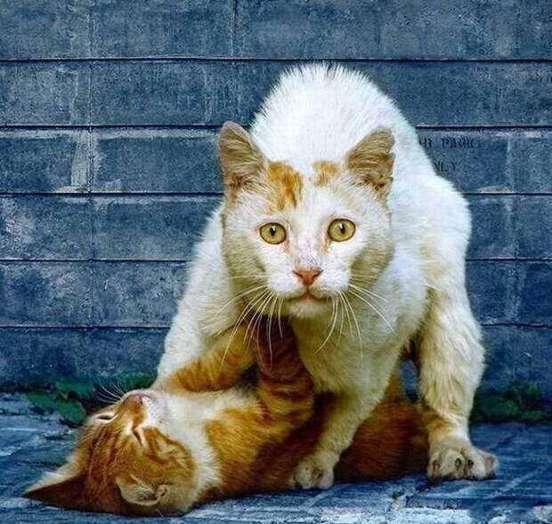 День мартовского кота: какого числа