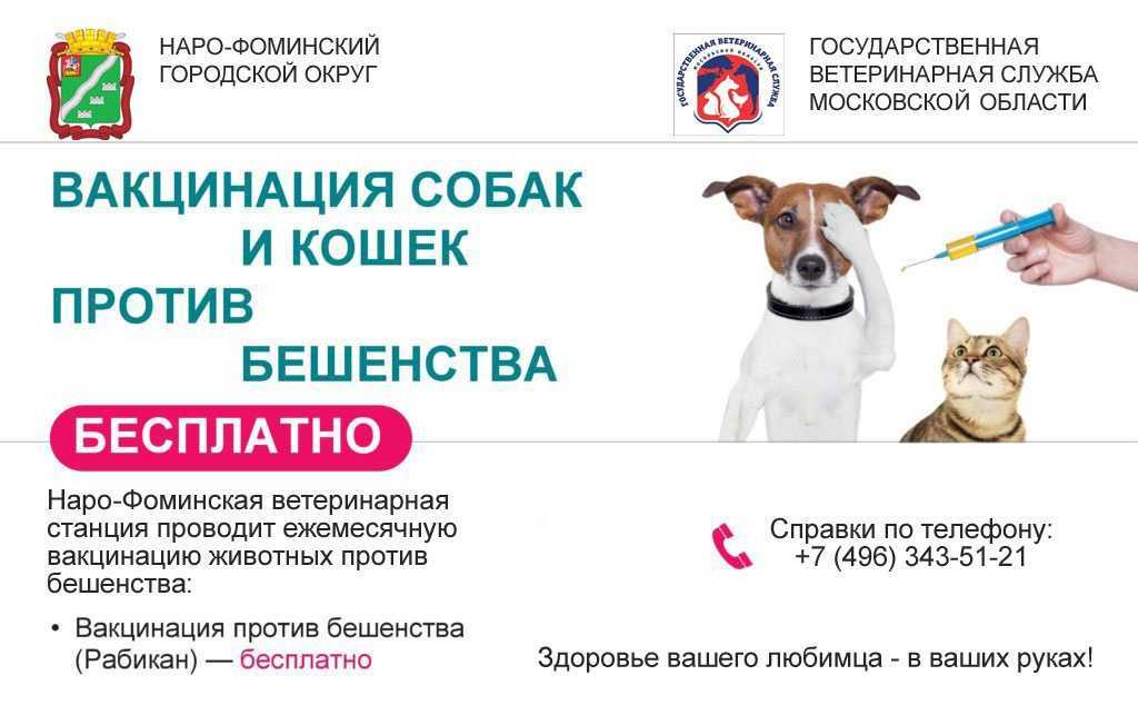 Вакцинация собак от бешенства – подготовка и противопоказания