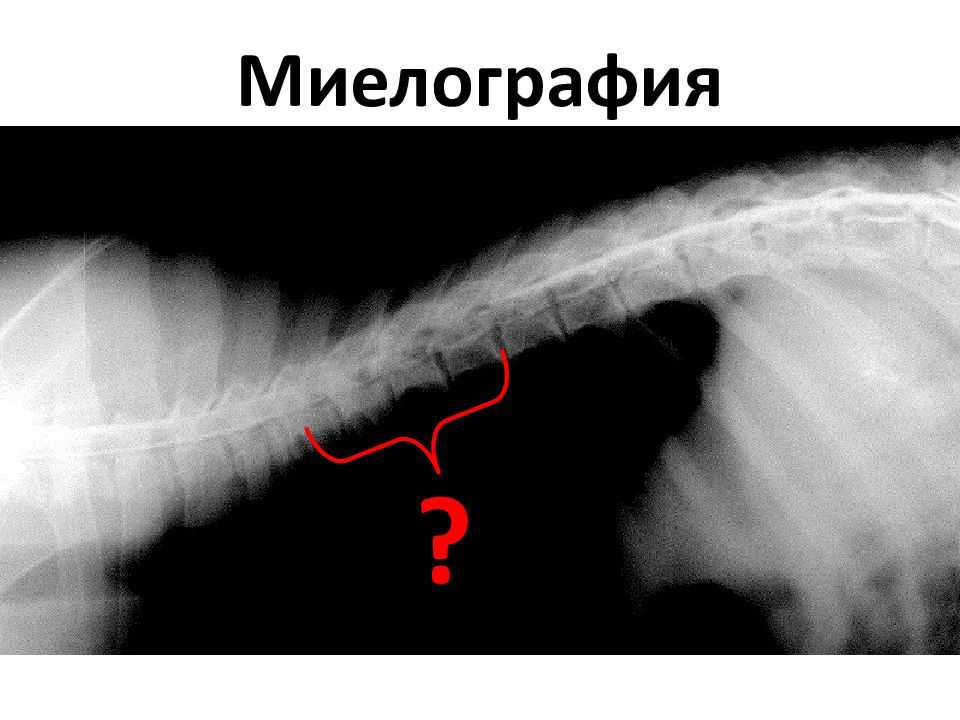 Атланто аксиальная нестабильность собак лечение