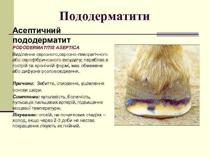 Пододерматит у собак