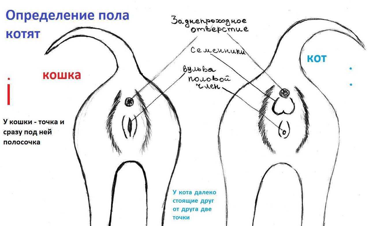 Как определить пол котенка в разном возрасте? - мир кошек