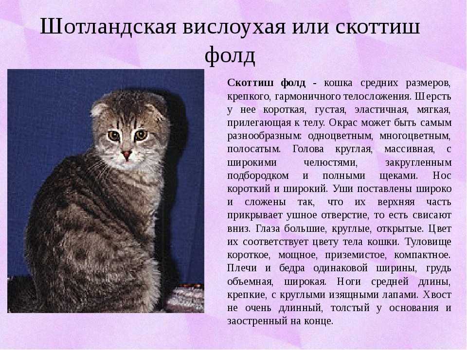 Вязка котов и кошек: всё, что нужно знать их владельцам - возраст для вязки, подготовка, правила и поведение кошек и котов до и после вязки