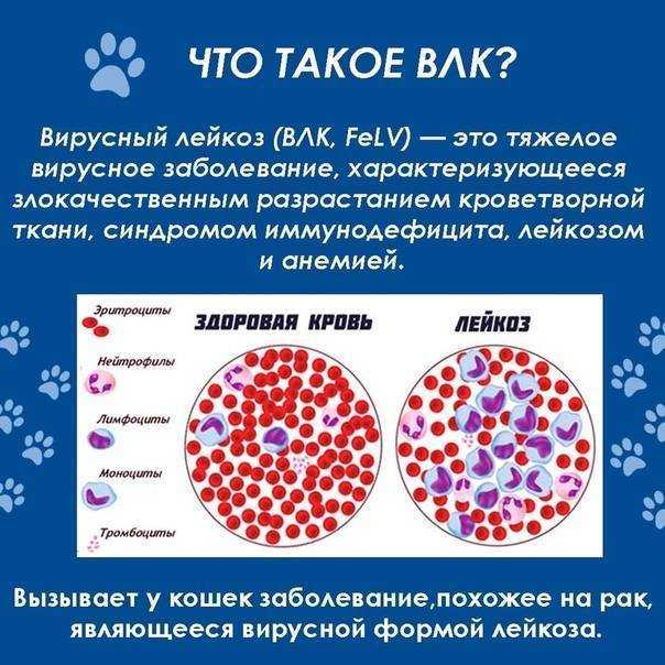 Что собой представляет лейкоз у кошек должен знать любой владелец