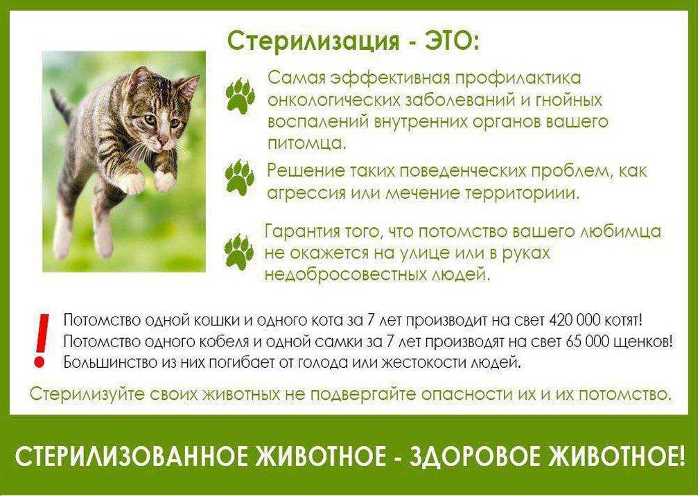 Кастрировать ли кота - доводы за и против кастрации, вред и польза от процедуры