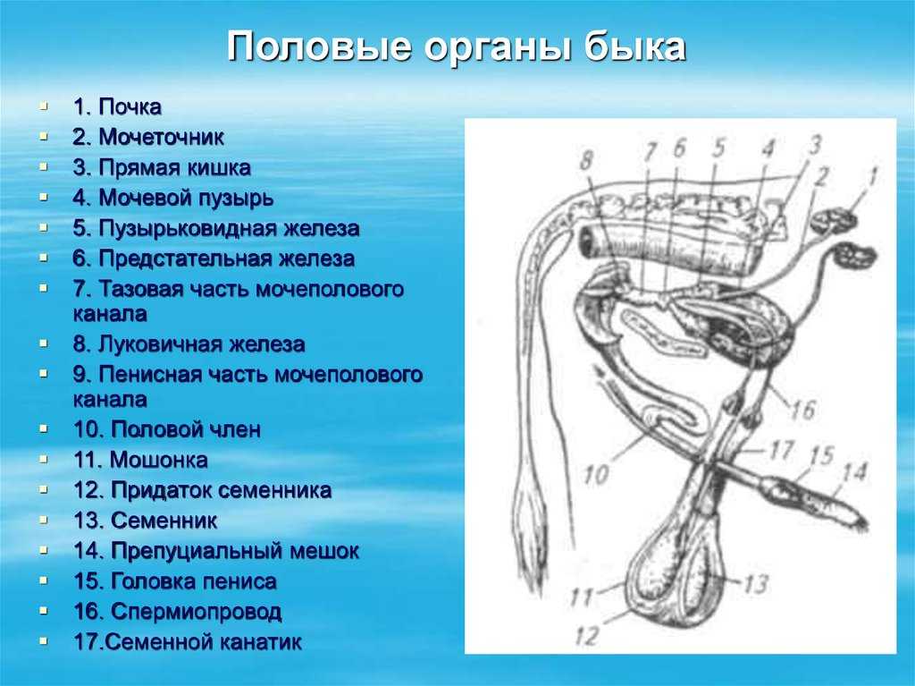 Как определить пол красноухой черепахи в домашних условиях